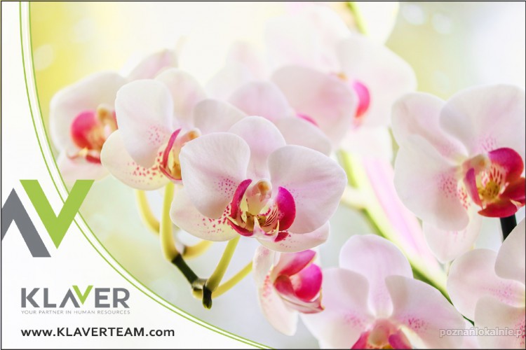 Praca orchidee, kwiaty egzotyczne od zaraz