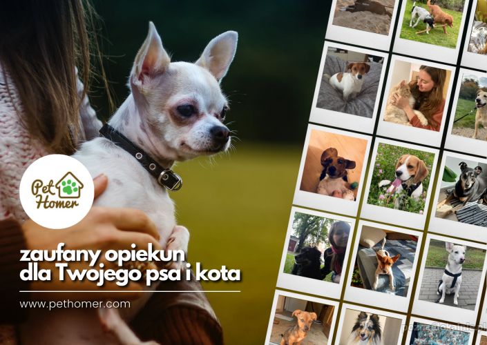 Pethomer.com: Opiekun dla zwierząt | Petsitter | Dogwalker