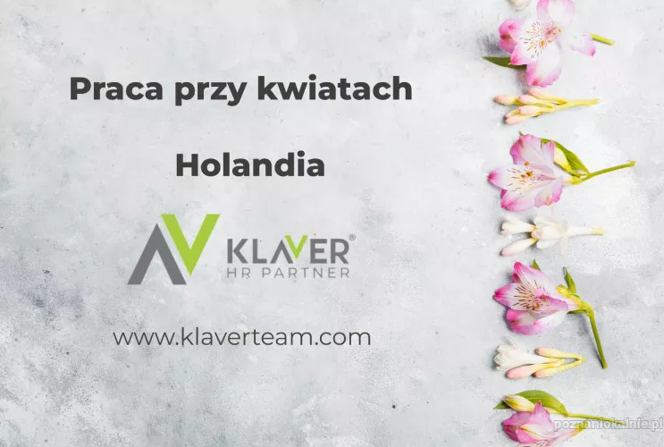 Praca w Holandii przy kwiatach - bez doświadczenia i języka!