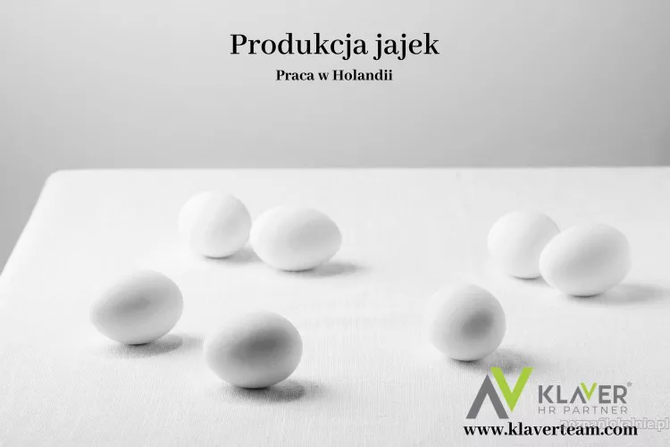 Praca za granicą- Produkcja jajek- Holandia