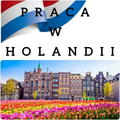 pracownik-szklarni-z-truskawkami-holandia-50902.webp