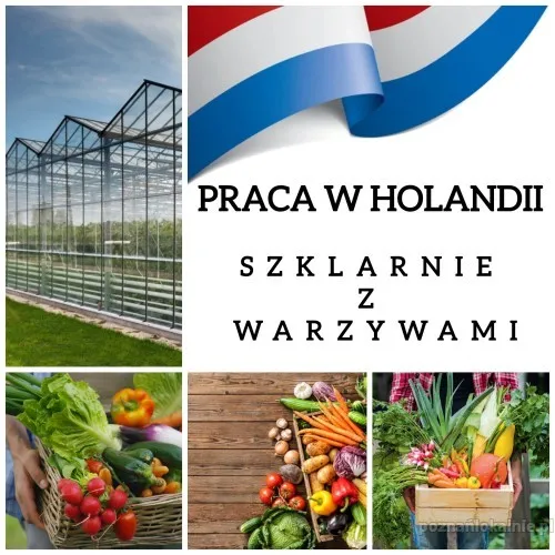 pracownik-szklarni-z-papryka-200-euro-na-start-zwrot-kosztow-dojazdu-50907.webp