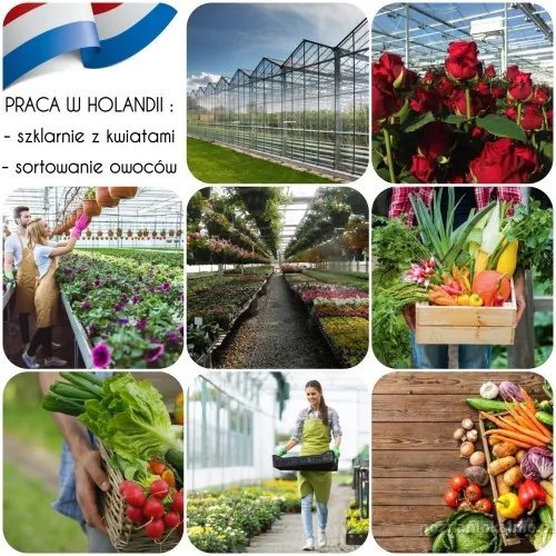 szklarnie-produkcja-sortownie-holandia-50943.webp