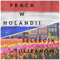 Praca przy tulipanach - Holandia Praca przy tulipanach - Holandia