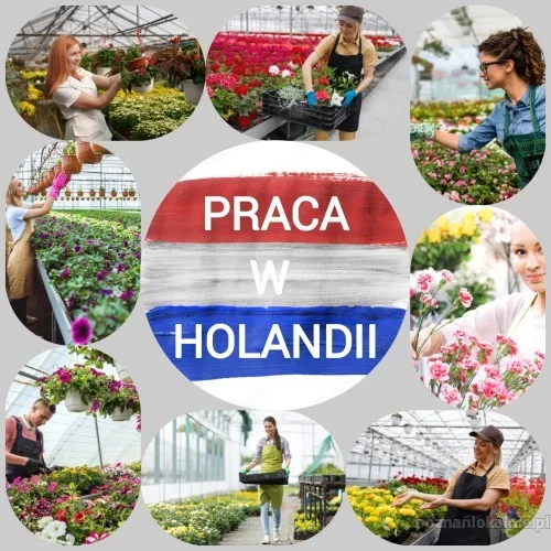 szklarnie-produkcja-sortownie-holandia-51005.webp