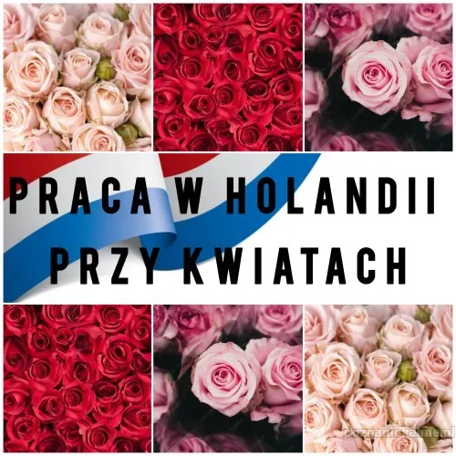 praca-przy-rozach-scinanie-i-pielegnacja-holandia-51062.webp
