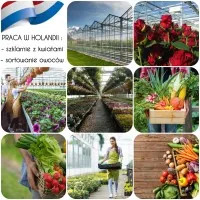 Szklarnie, produkcja, sortownie - HOLANDIA Szklarnie, produkcja, sortownie - HOLANDIA